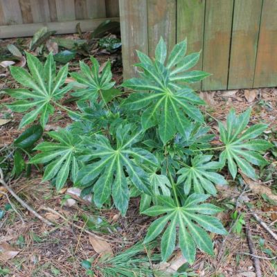 Spider\'s Web Japanese Fatsia